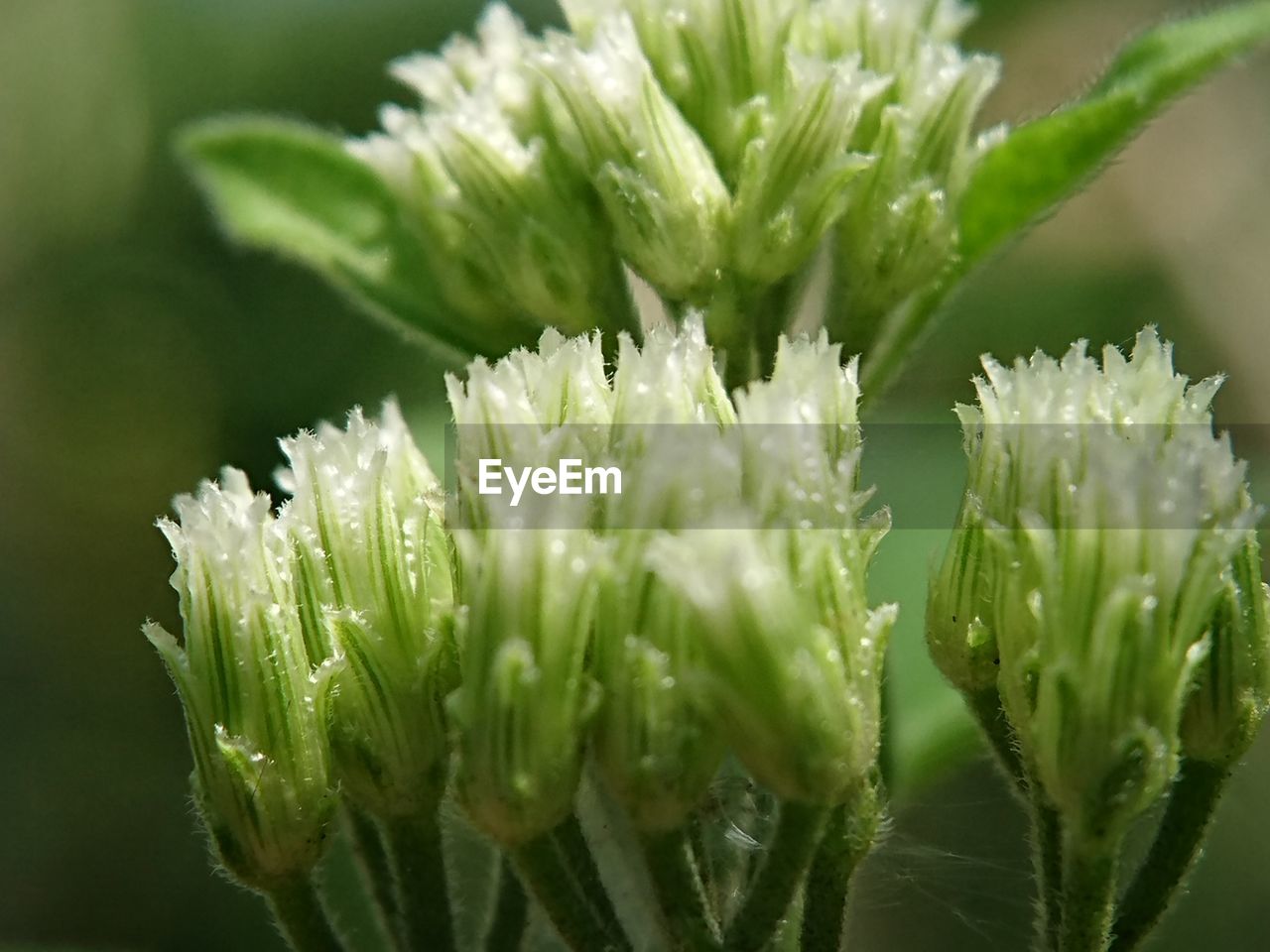 CLOSE-UP OF FLOWERING PLANT AGAINST BLURRED BACKGROUND