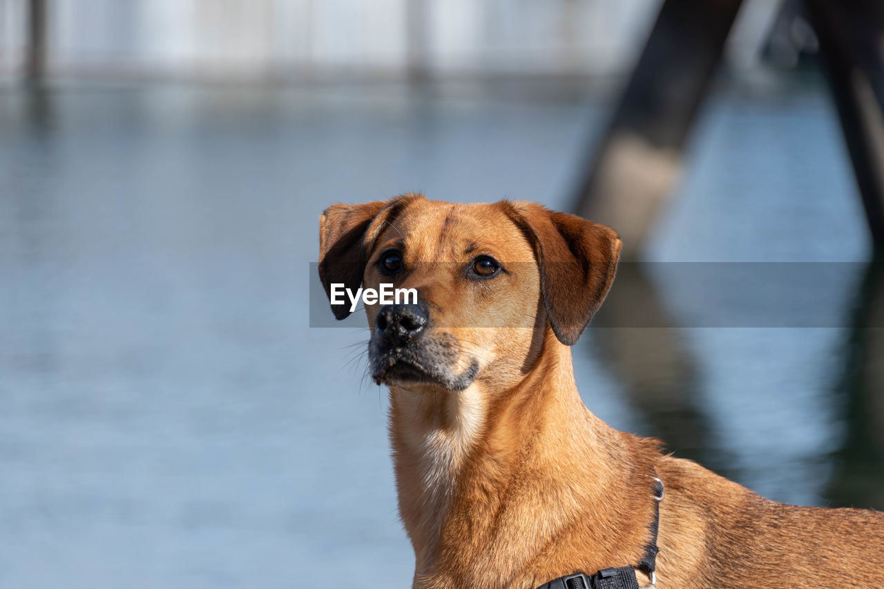 Close-up portrait of a dog