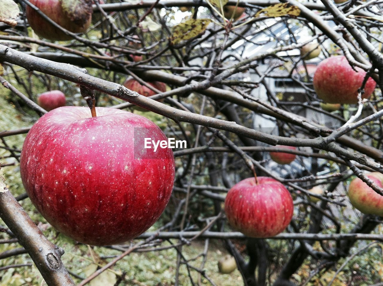 Close-up of apples growing on tree