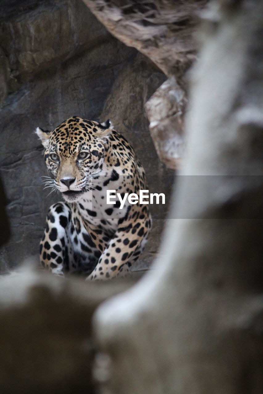 Portrait of a jaguar