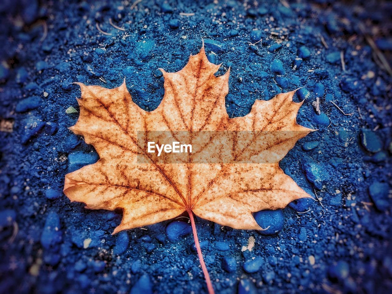 CLOSE-UP OF DRY MAPLE LEAF ON THE GROUND