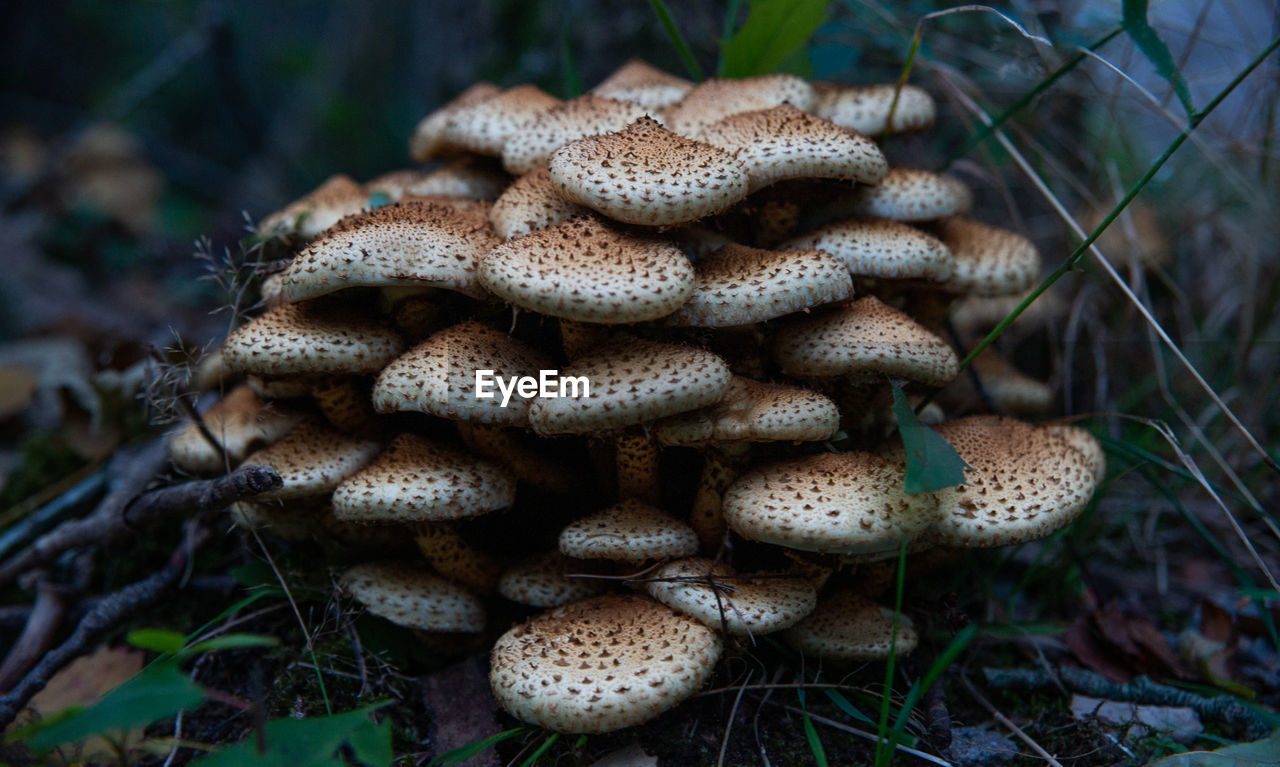 High angle view of mushrooms growing on field