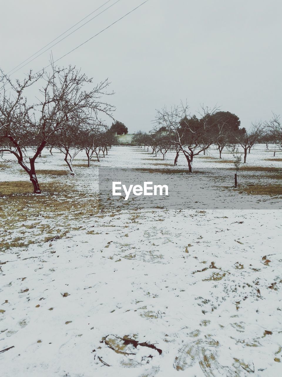 Bare trees on snow covered landscape