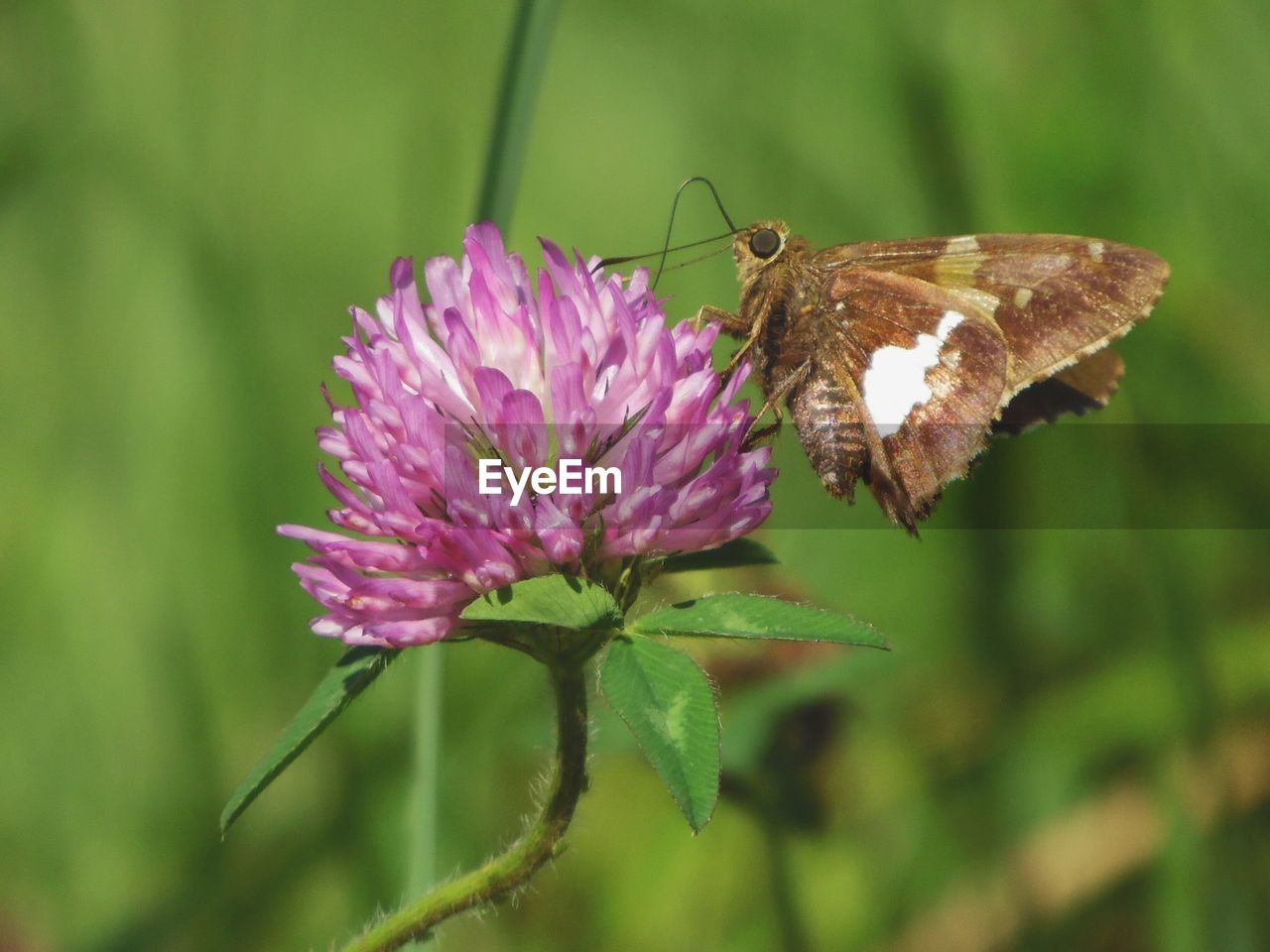 Close-up of butterfly on flower