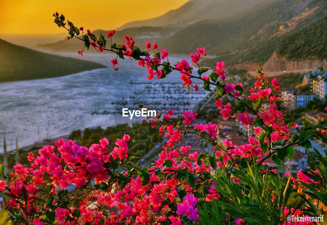 CLOSE-UP OF PINK BOUGAINVILLEA FLOWERS AGAINST SKY