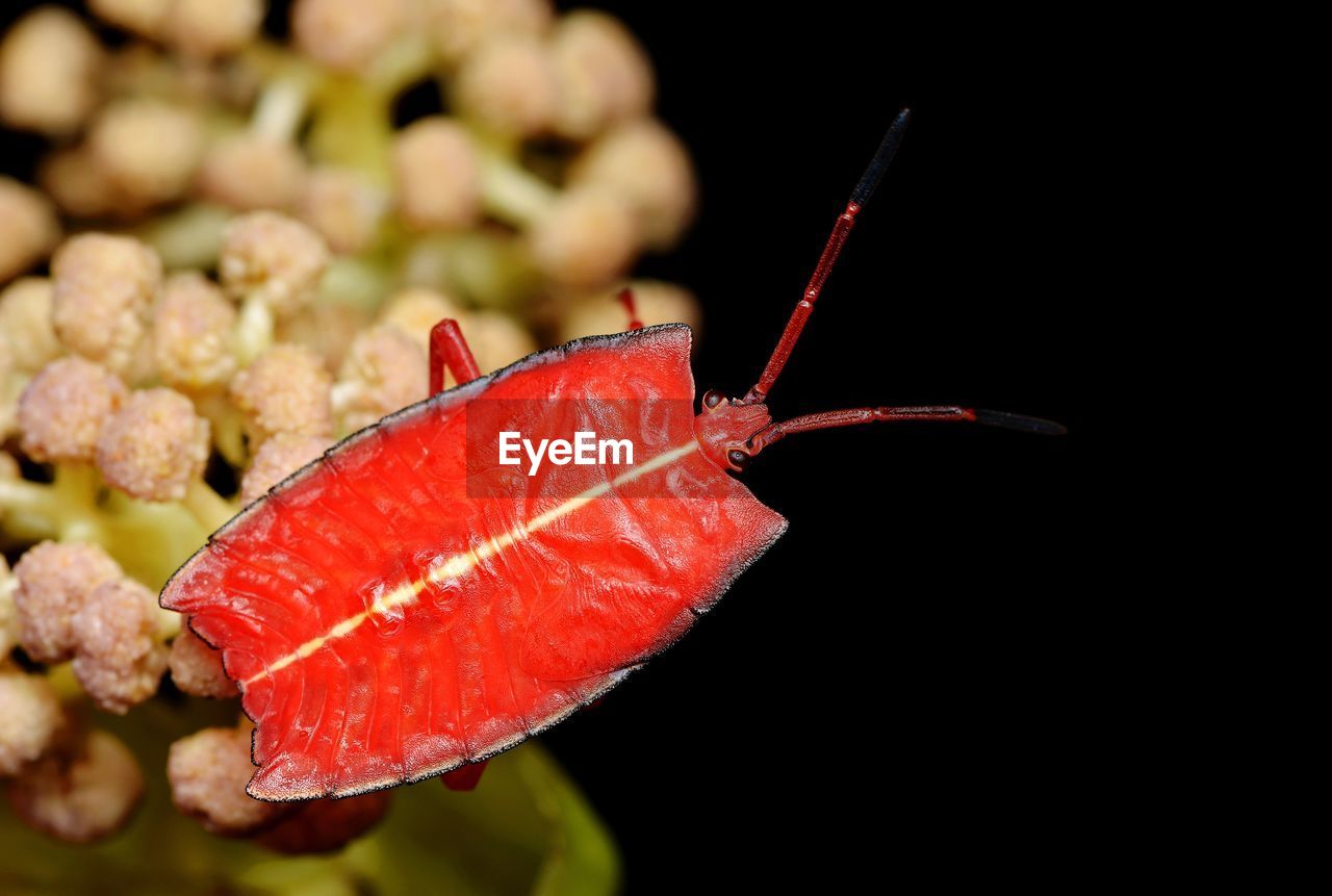 CLOSE-UP OF INSECT ON RED LEAVES