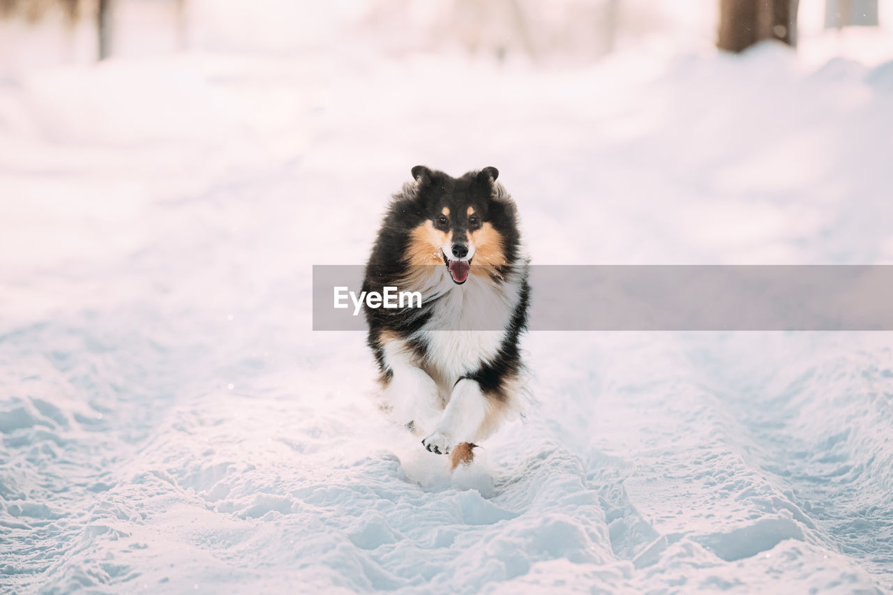 HIGH ANGLE VIEW OF A DOG ON SNOW