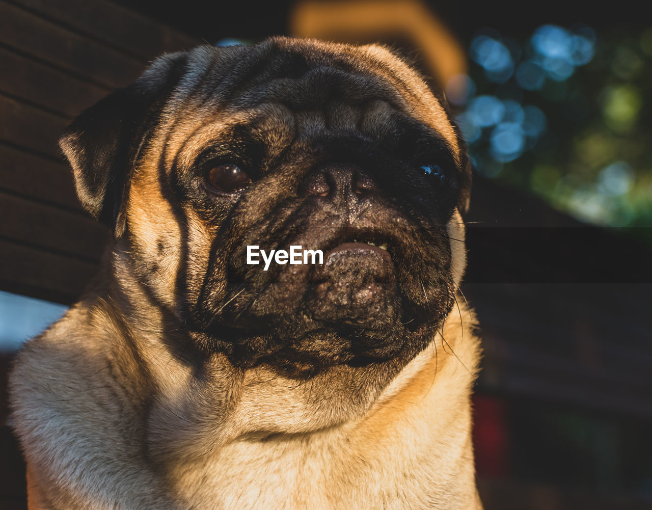 Close-up portrait of a dog