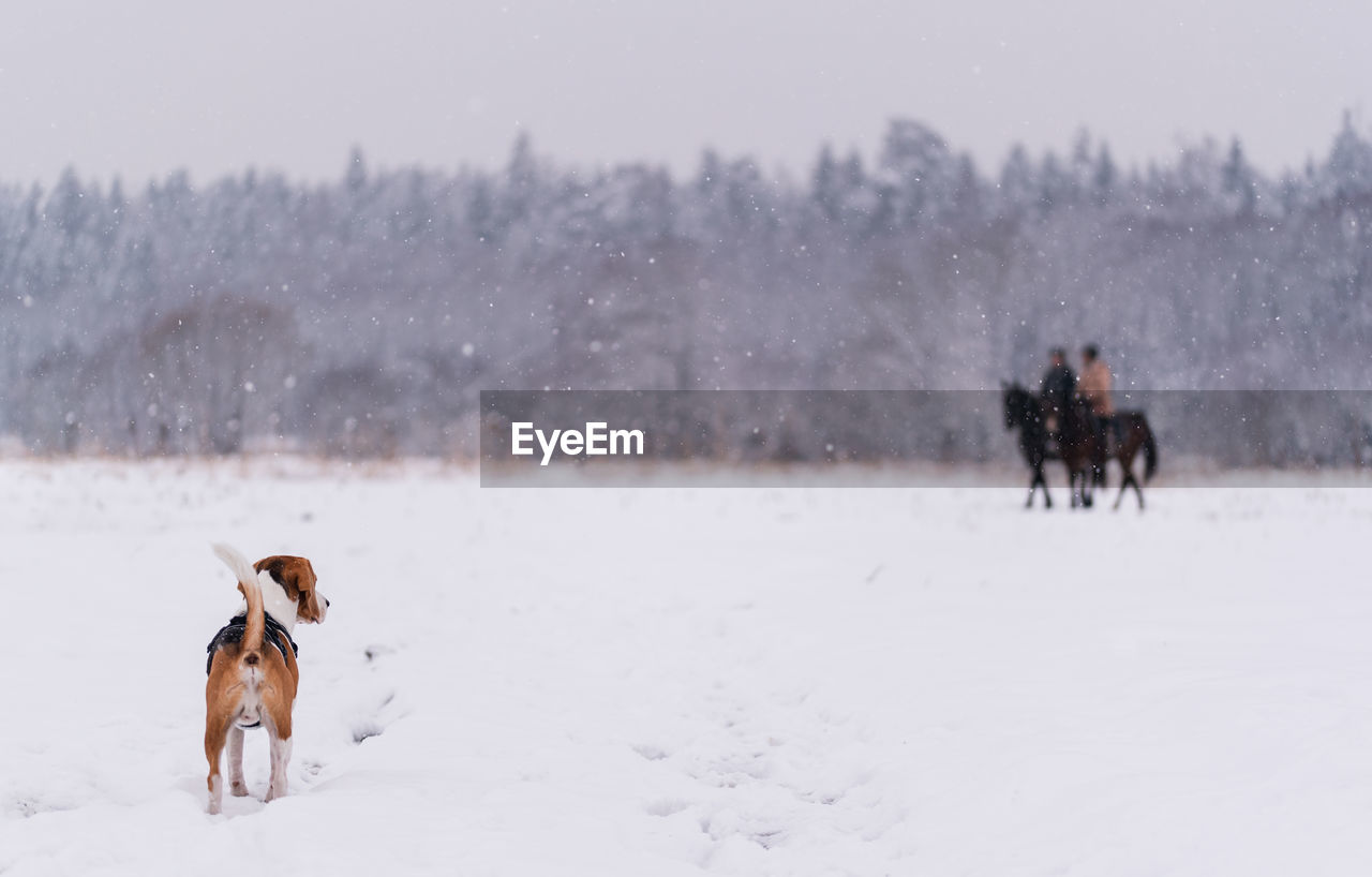 VIEW OF A DOG ON SNOW