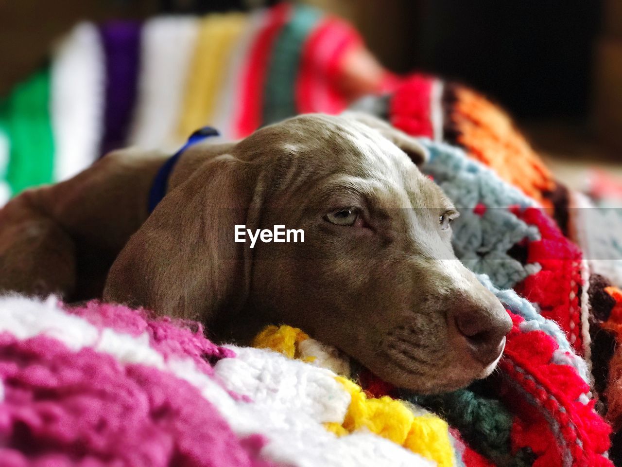 Close-up of dog on bed