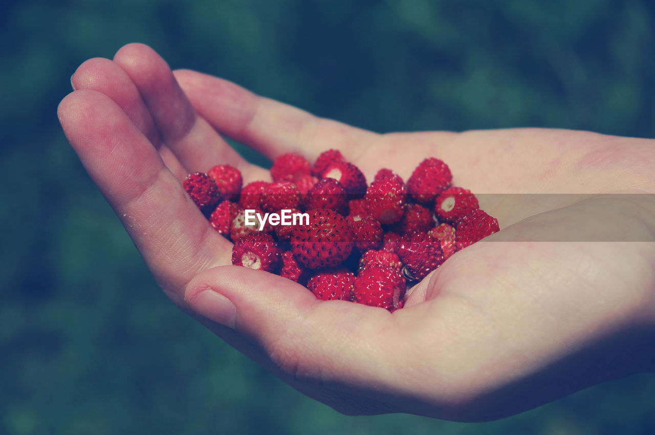 Close-up of hand holding wild strawberries