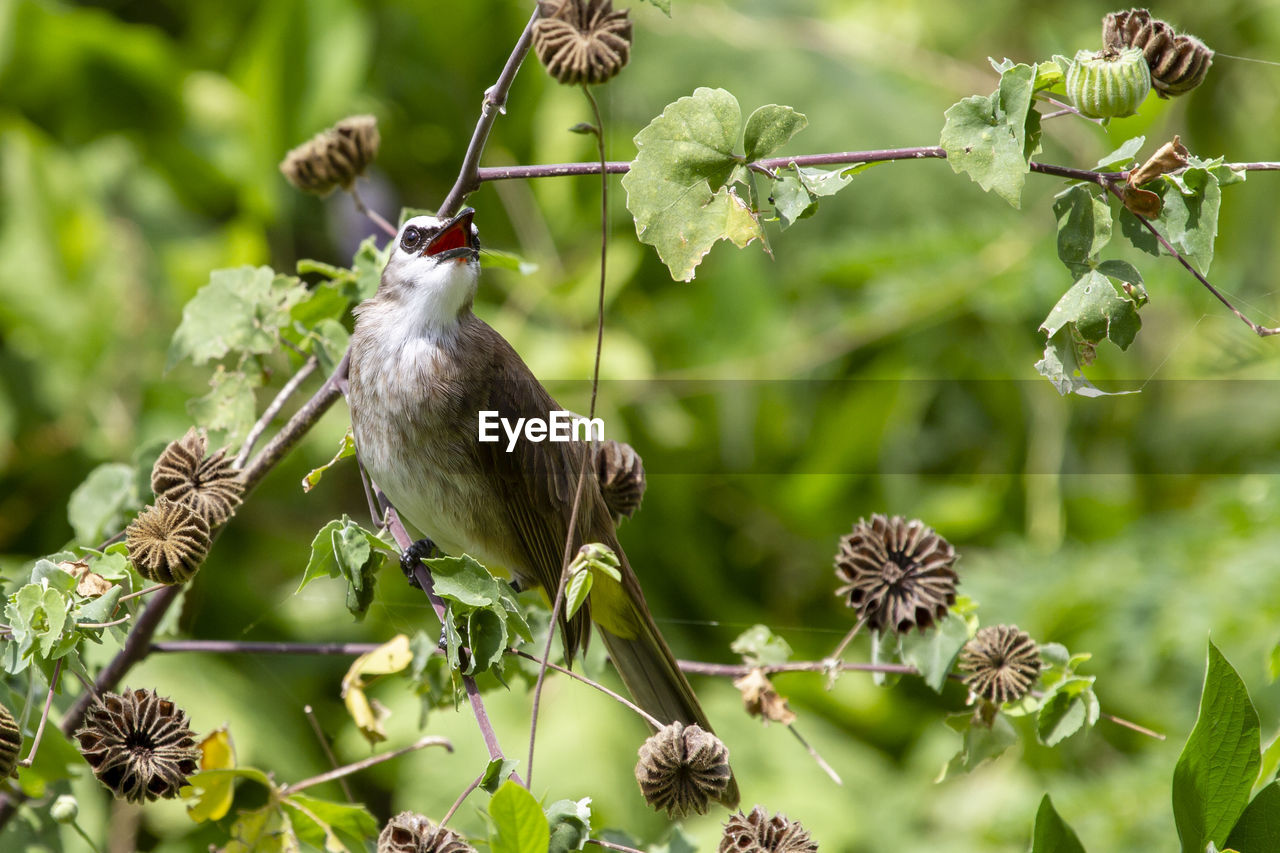 animal themes, animal, animal wildlife, bird, plant, wildlife, nature, tree, one animal, beauty in nature, flower, perching, plant part, leaf, food, no people, environment, outdoors, branch, focus on foreground, green, food and drink, land, growth, fruit, insect, forest, flowering plant, sparrow, day, selective focus, social issues, eating