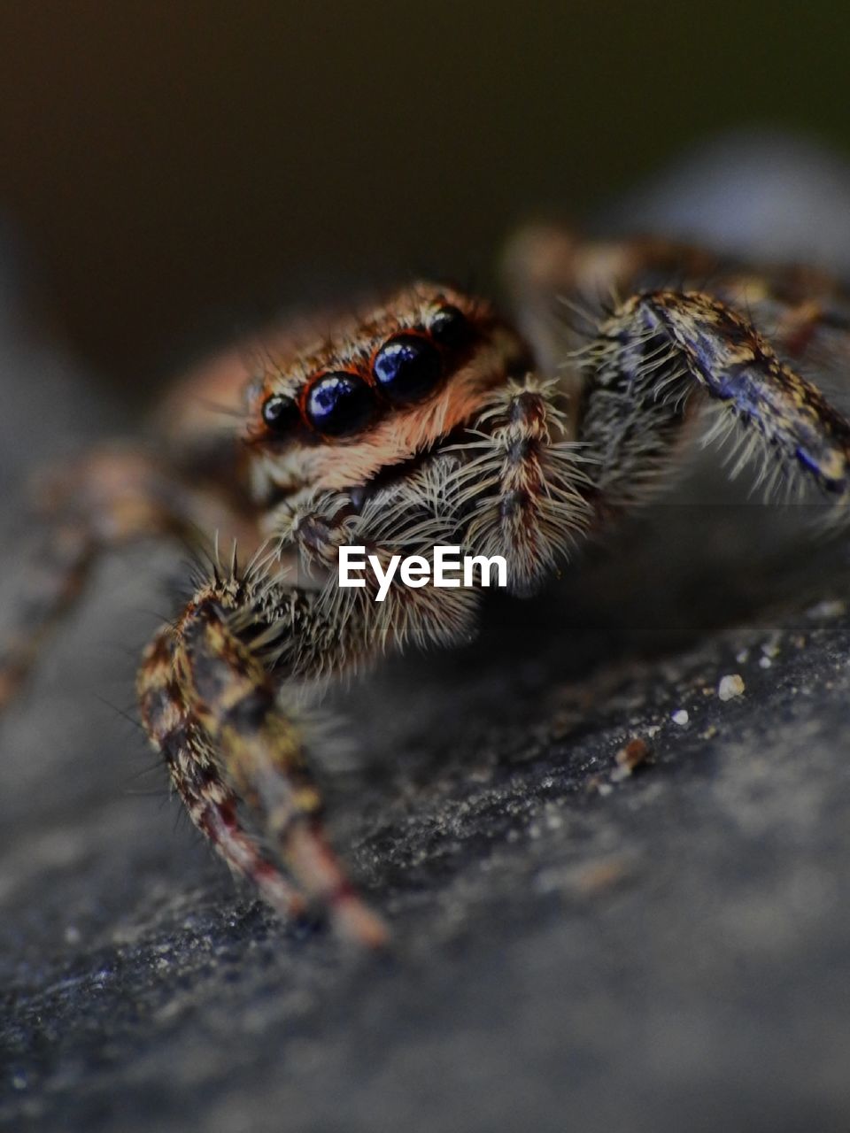 EXTREME CLOSE-UP OF SPIDER
