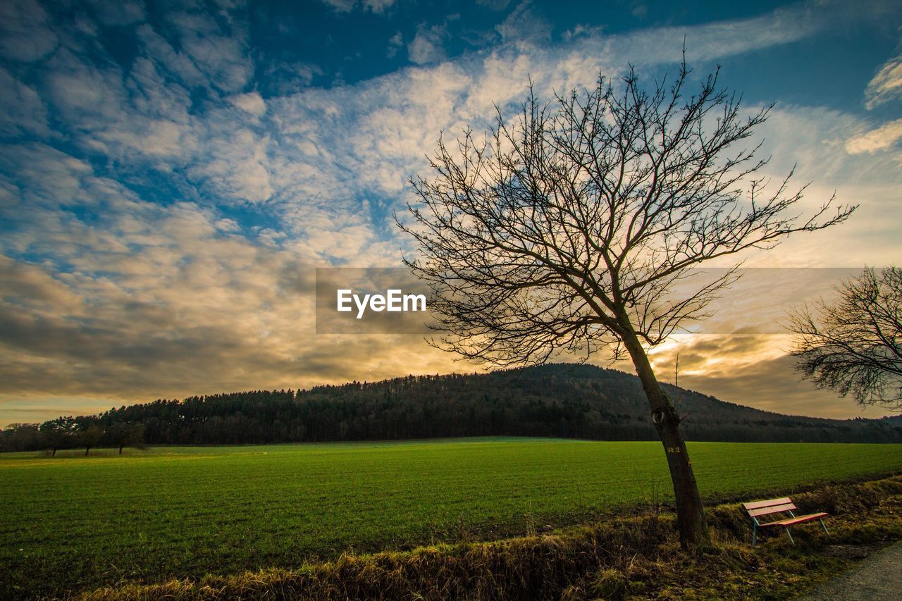 Bare tree on field against sky during sunset