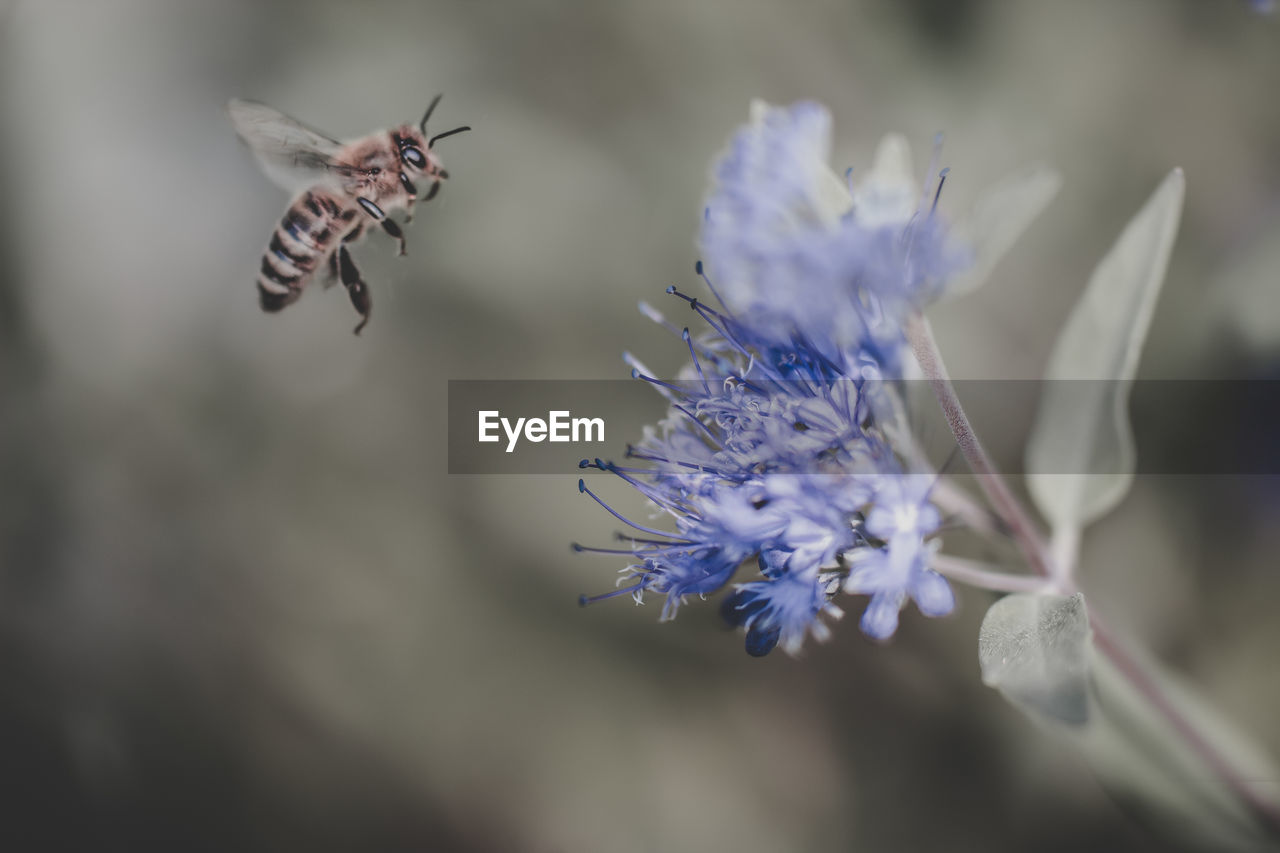 Close-up of bee pollinating on flower