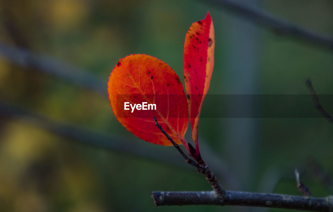 Close-up of red leaf on plant during autumn