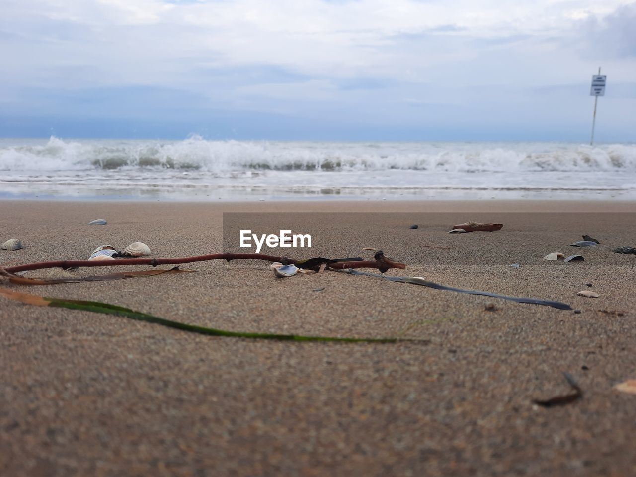 SEAGULLS ON BEACH