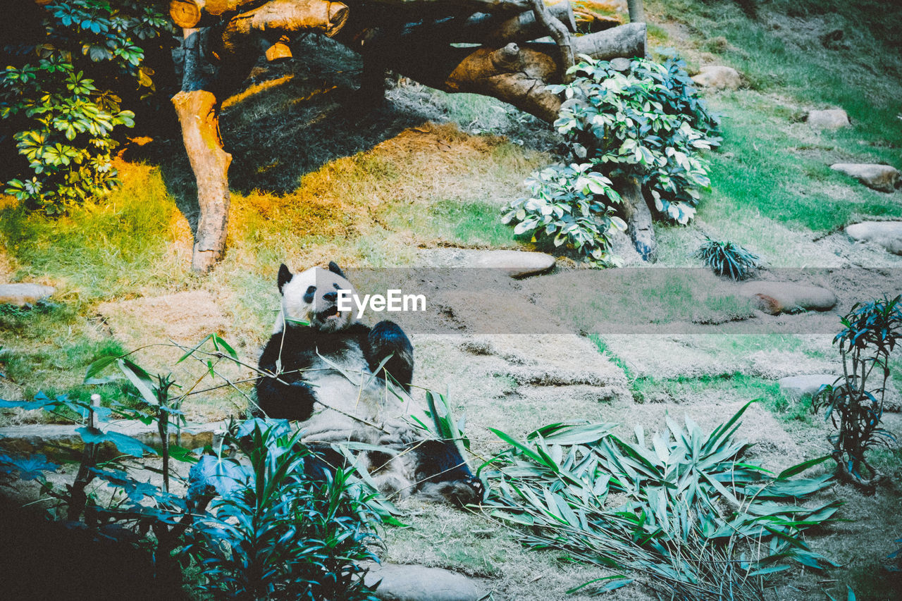 Panda bear lying on back eating eucalyptus
