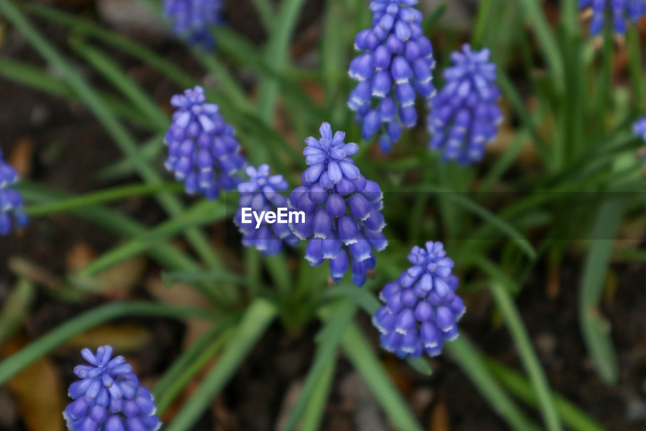 Close-up of purple flowering plants