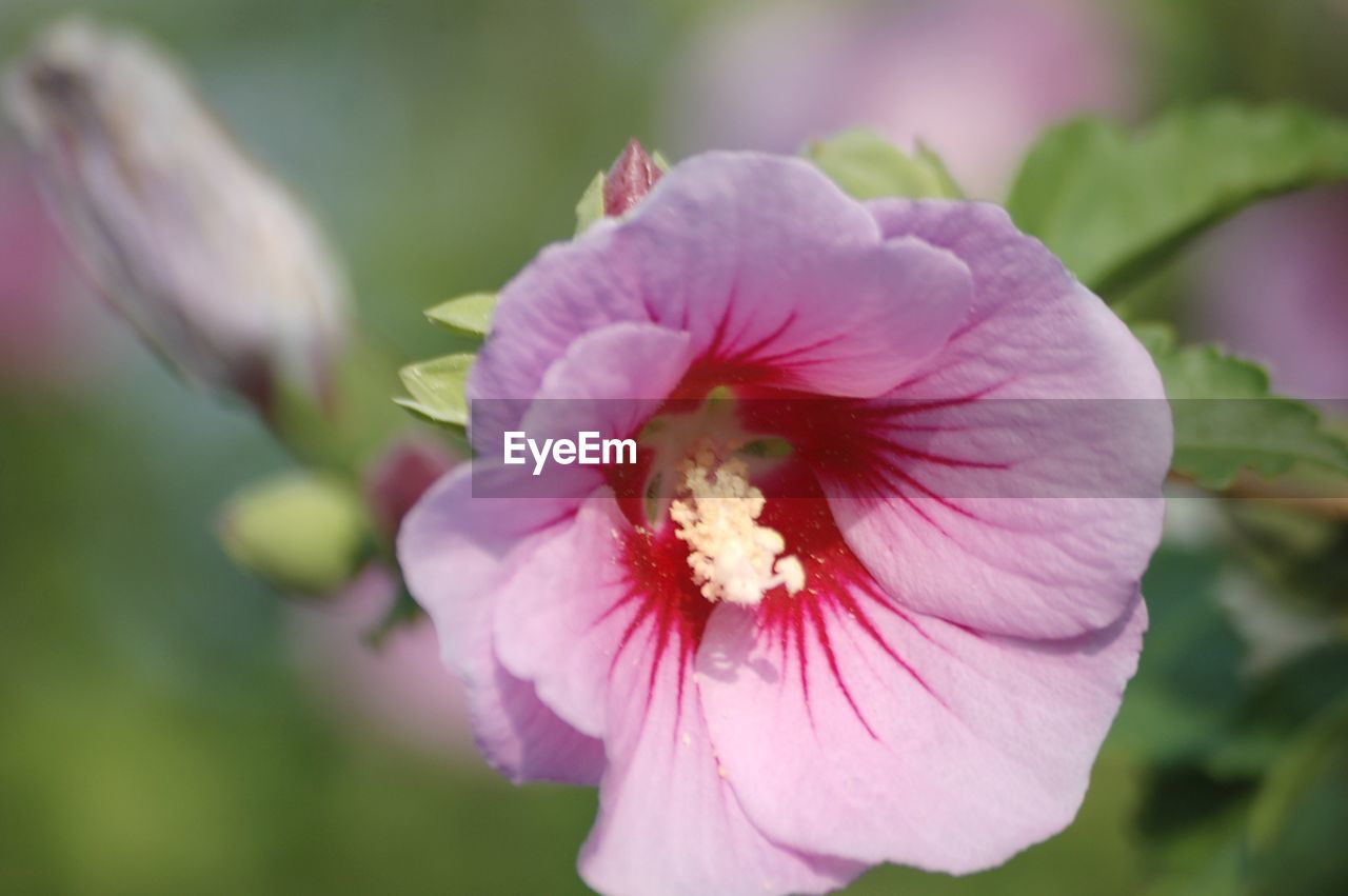 Close-up of pink flowering plant