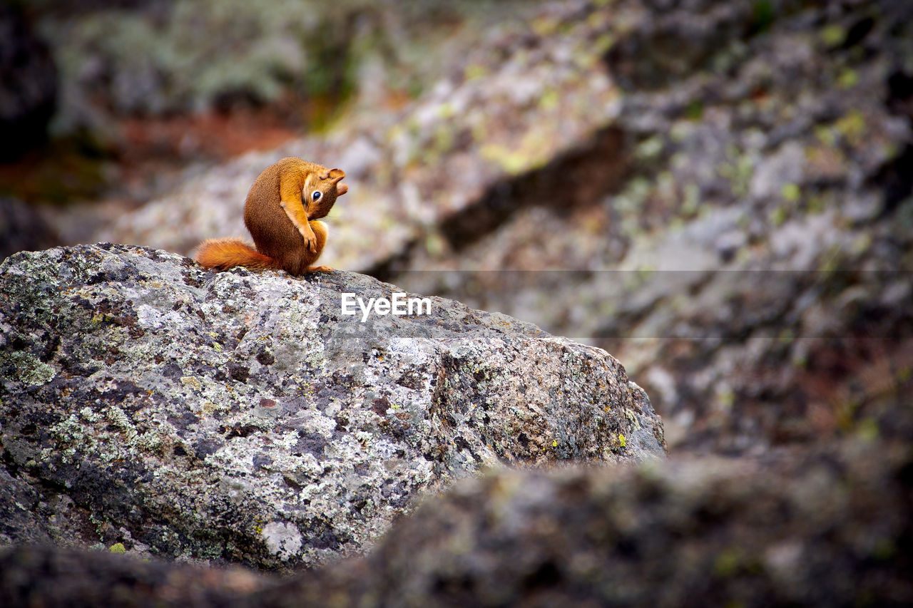 Red squirrel cleaning itself at devils tower national monument.