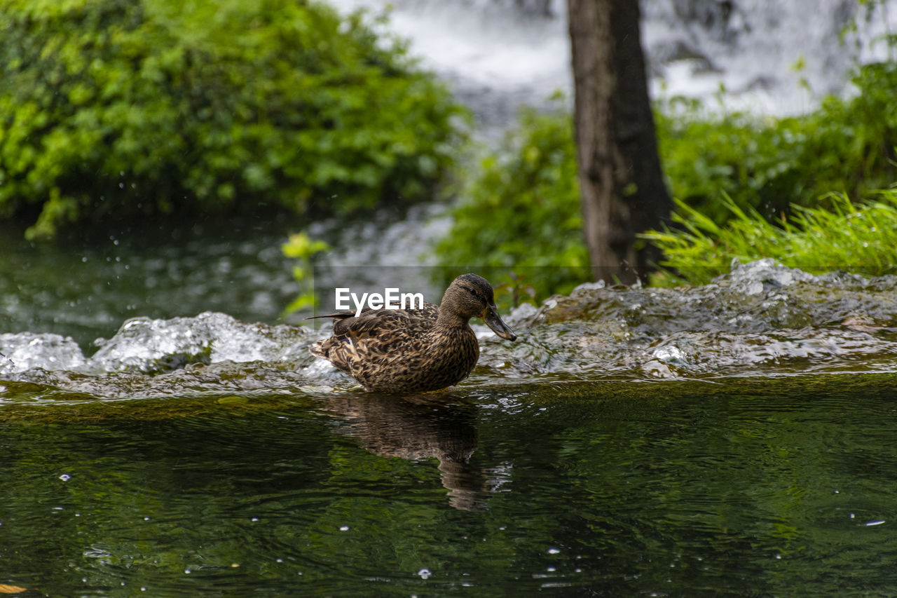 Duck in a lake