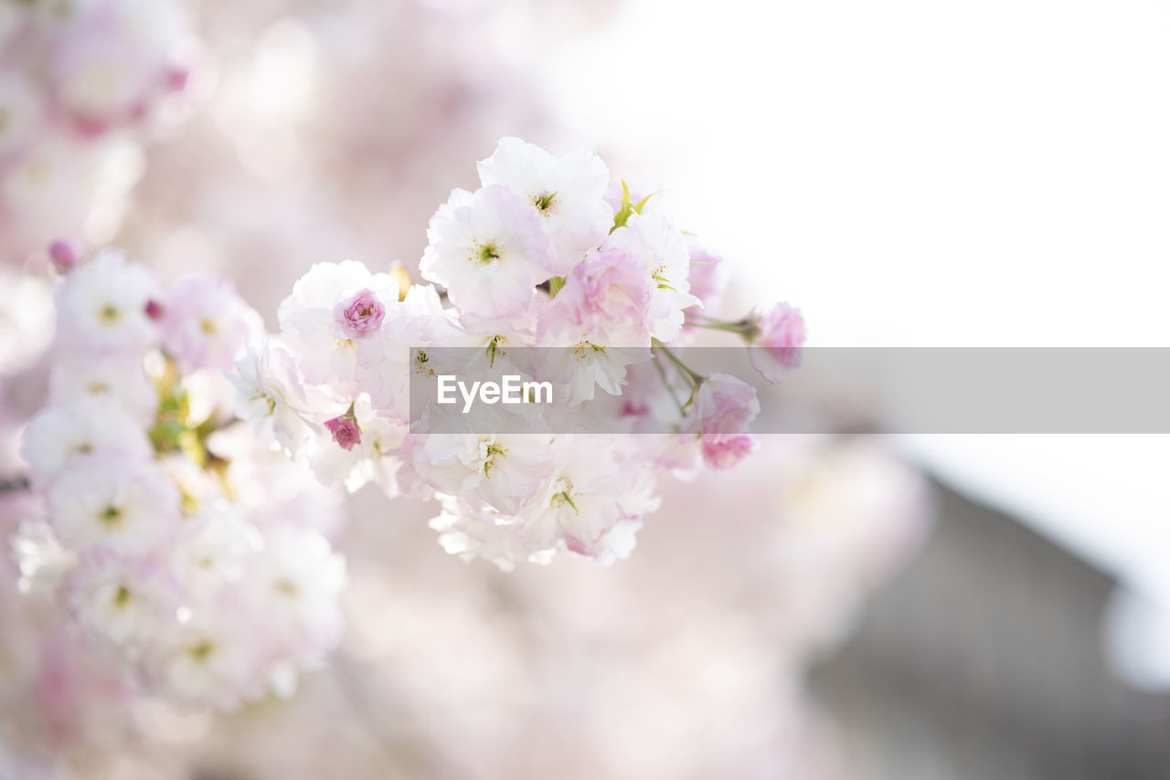 CLOSE-UP OF PINK CHERRY BLOSSOM PLANT