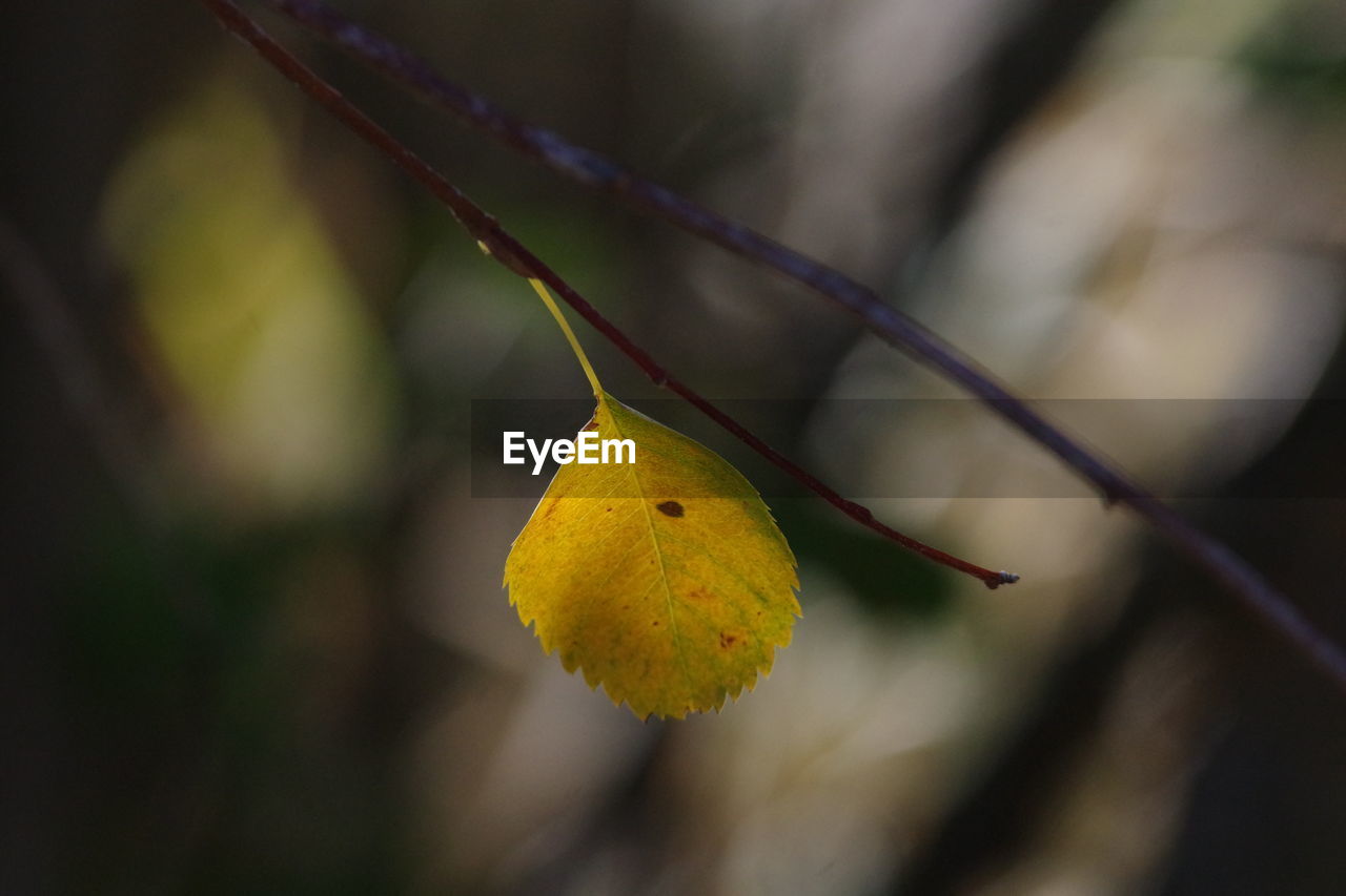 Close-up of autumn leaf on dry plant