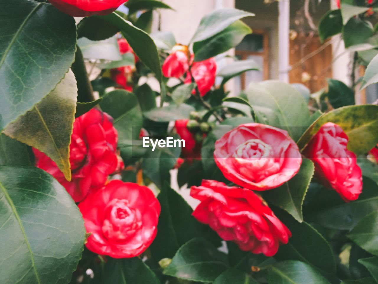 Close-up of red flowers