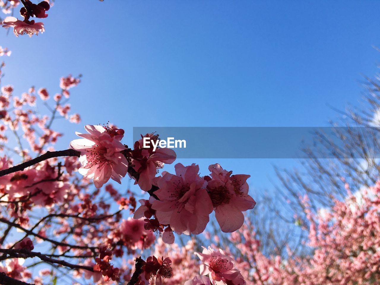 LOW ANGLE VIEW OF PINK FLOWERS BLOOMING ON BRANCH