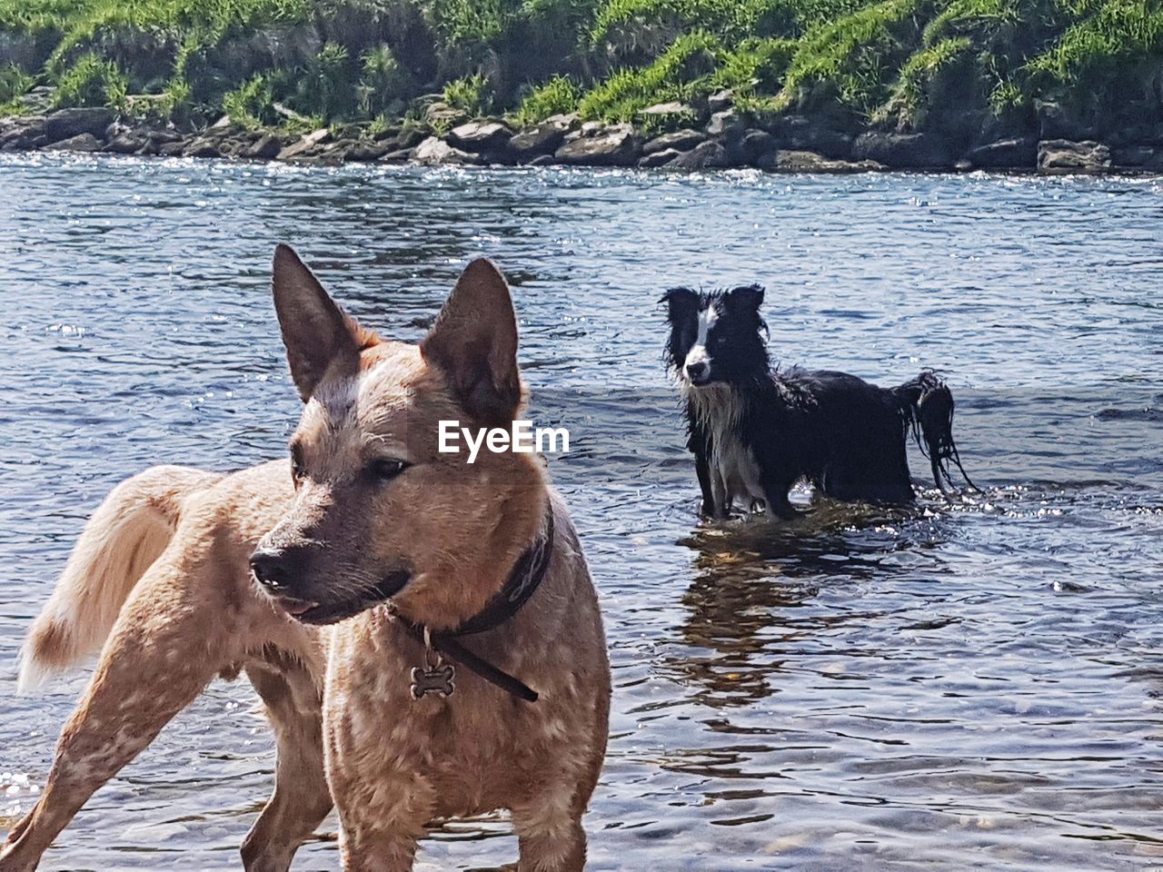 DOG AT BEACH