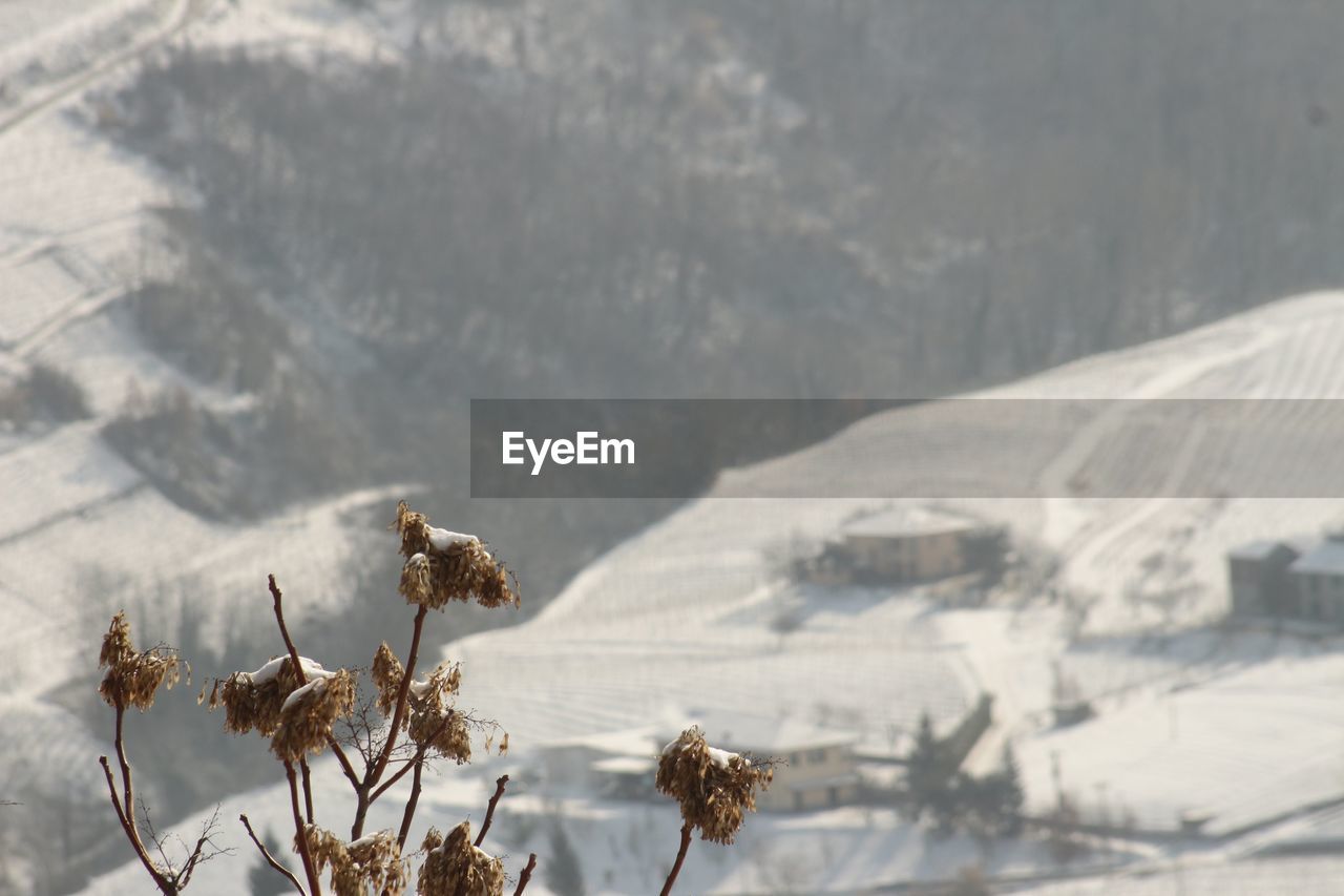 Close-up of wilted plant on snow