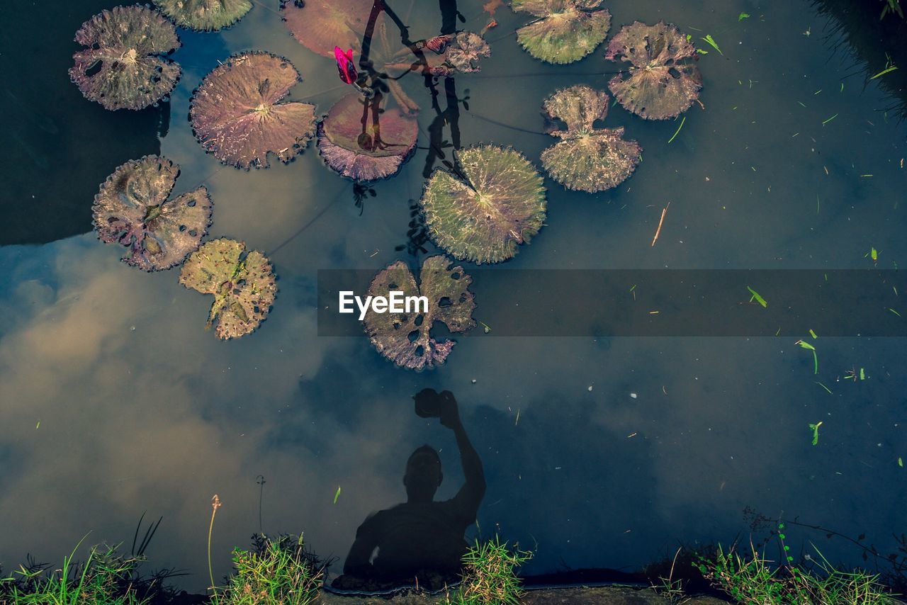 High angle view of water lilies floating on lake