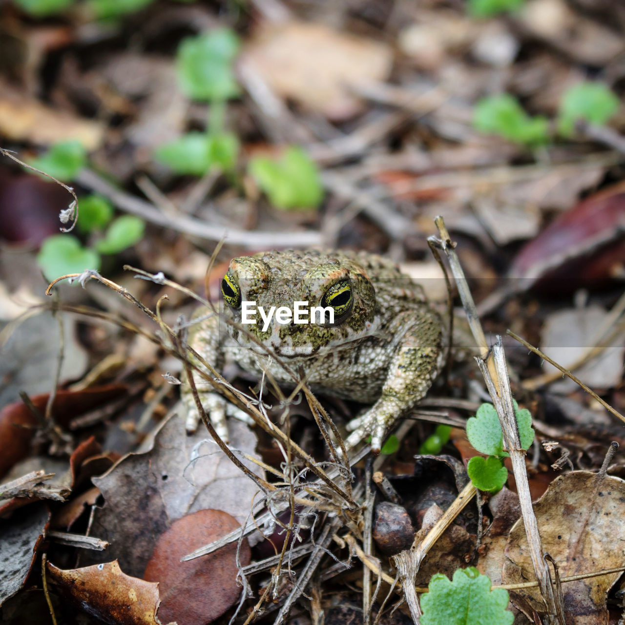 Close-up of frog on field