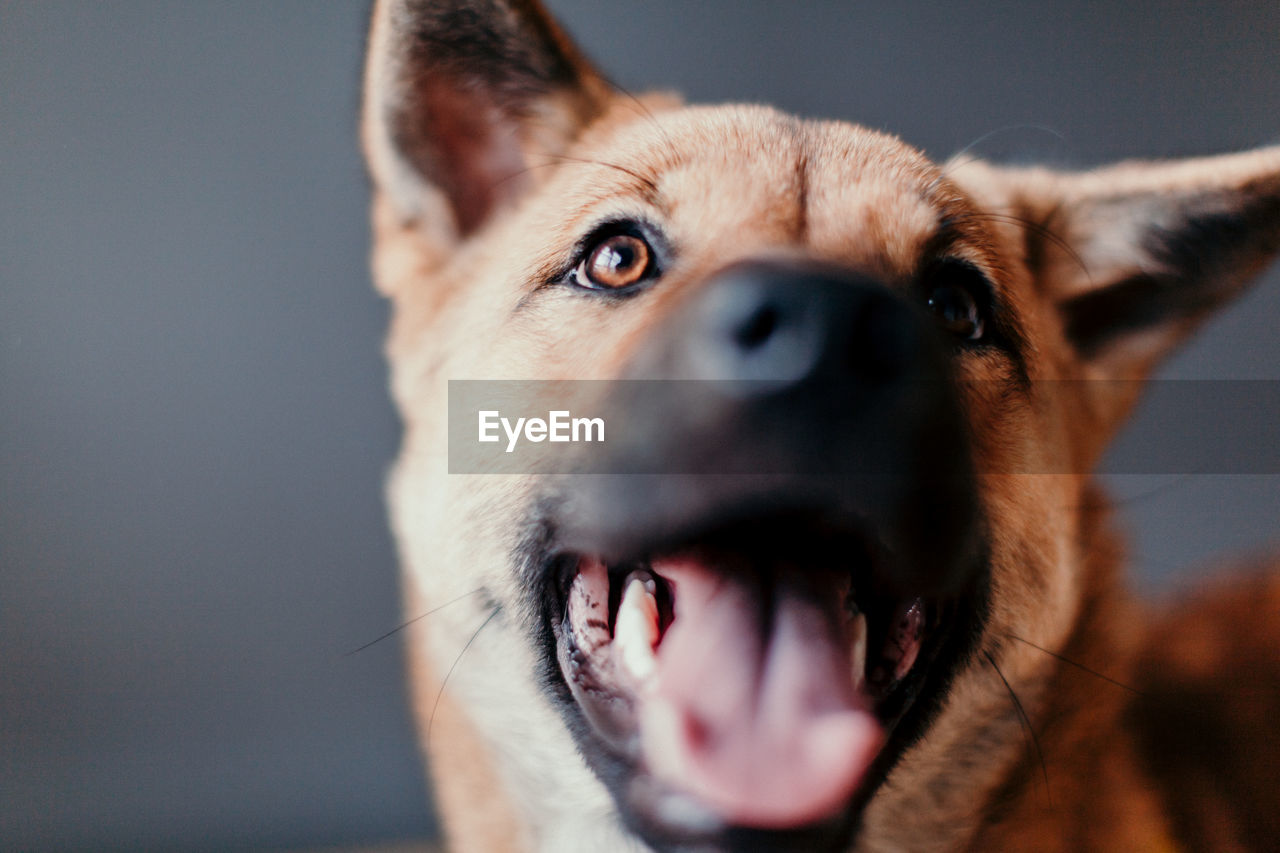 Close-up portrait of dog