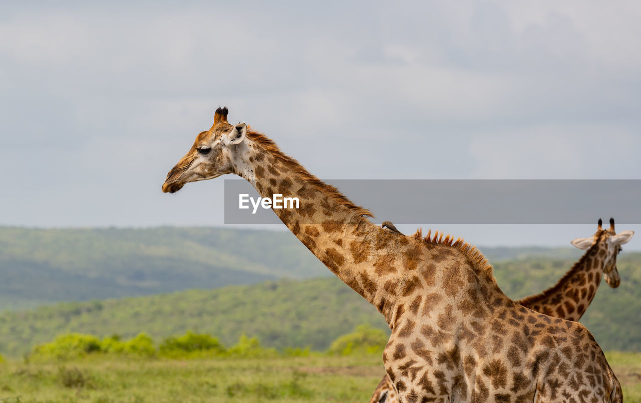 Giraffe in the nature reserve in hluhluwe national park south africa