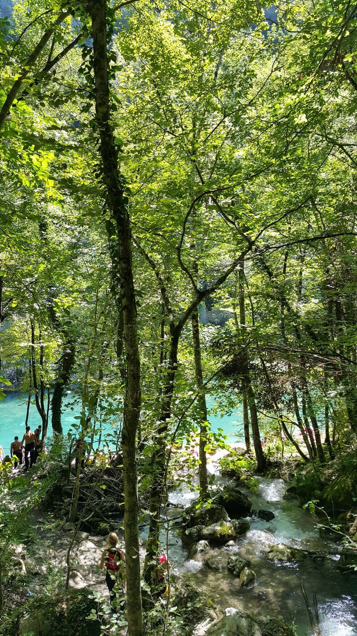 TREES GROWING IN RIVER