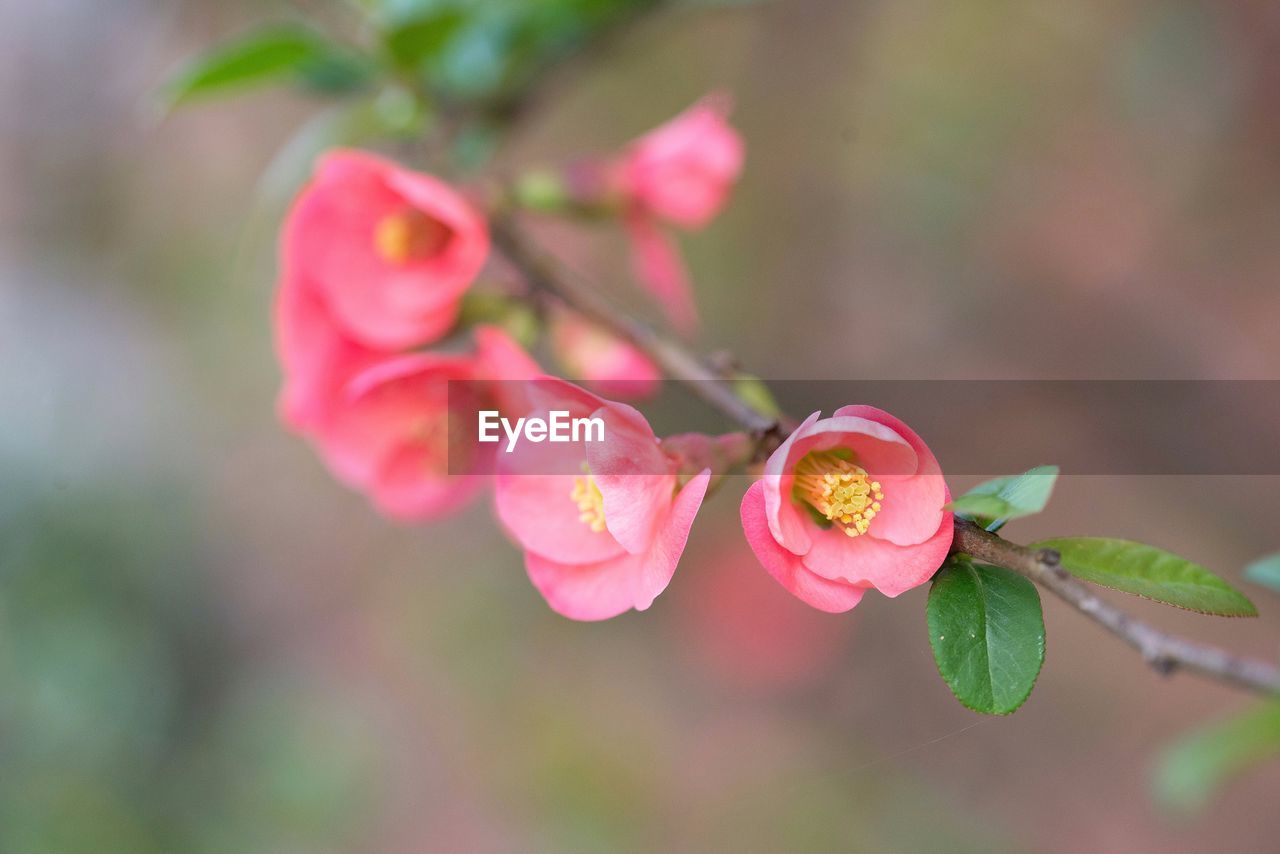 CLOSE-UP OF FRESH PINK CHERRY BLOSSOM