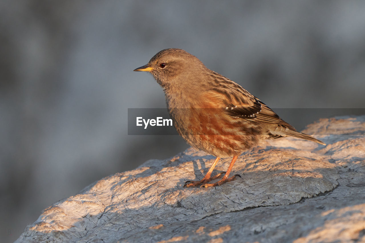 animal themes, animal, bird, animal wildlife, wildlife, one animal, nature, beak, close-up, perching, side view, no people, focus on foreground, songbird, rock, full length, robin, outdoors, sparrow, day, wood, beauty in nature, selective focus, winter