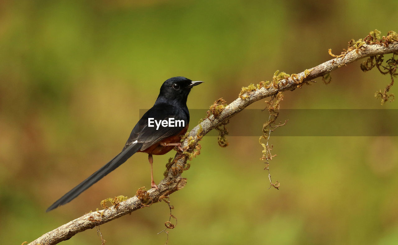 CLOSE-UP OF BIRD PERCHING ON PLANT