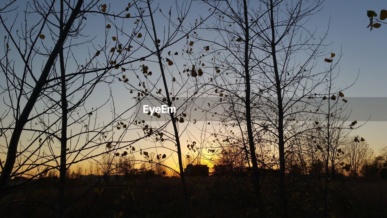 Silhouette of trees at sunset