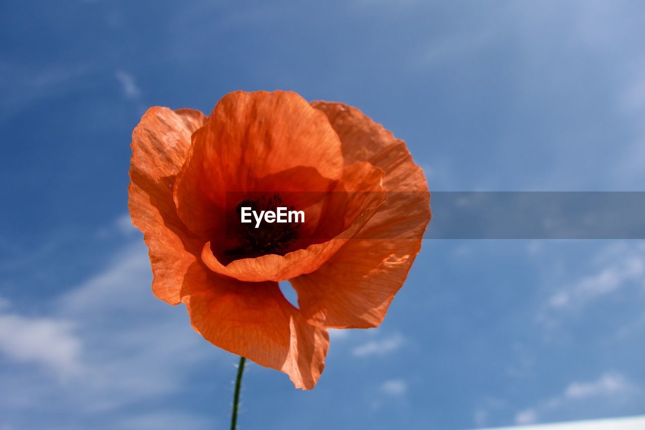 flower, flowering plant, plant, poppy, freshness, beauty in nature, nature, cloud, sky, petal, flower head, inflorescence, close-up, fragility, orange color, blue, no people, macro photography, outdoors, growth, day, yellow, leaf, focus on foreground, blossom