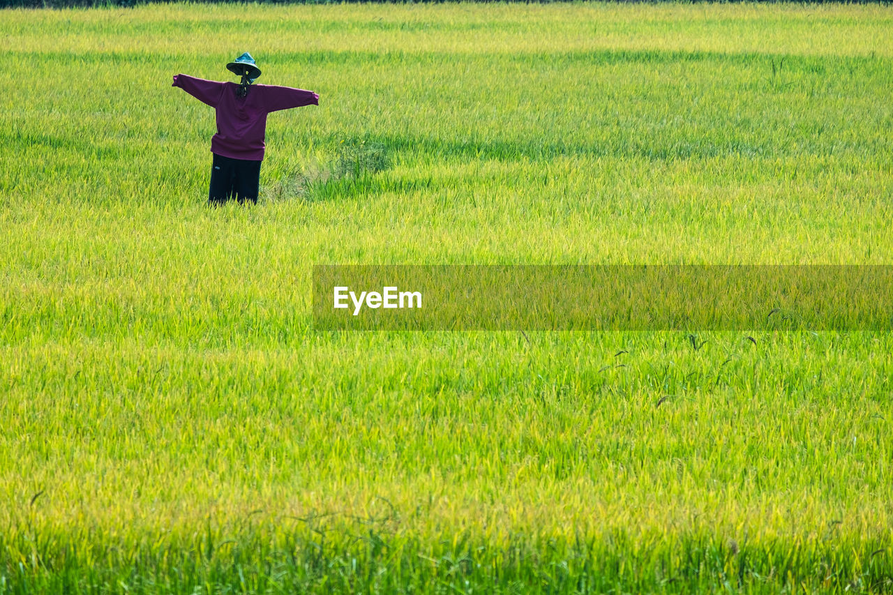 Scarecrow on green field