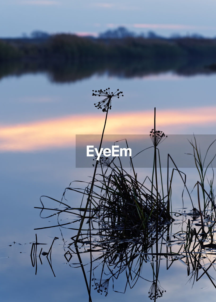 SILHOUETTE PLANTS AGAINST LAKE DURING SUNSET