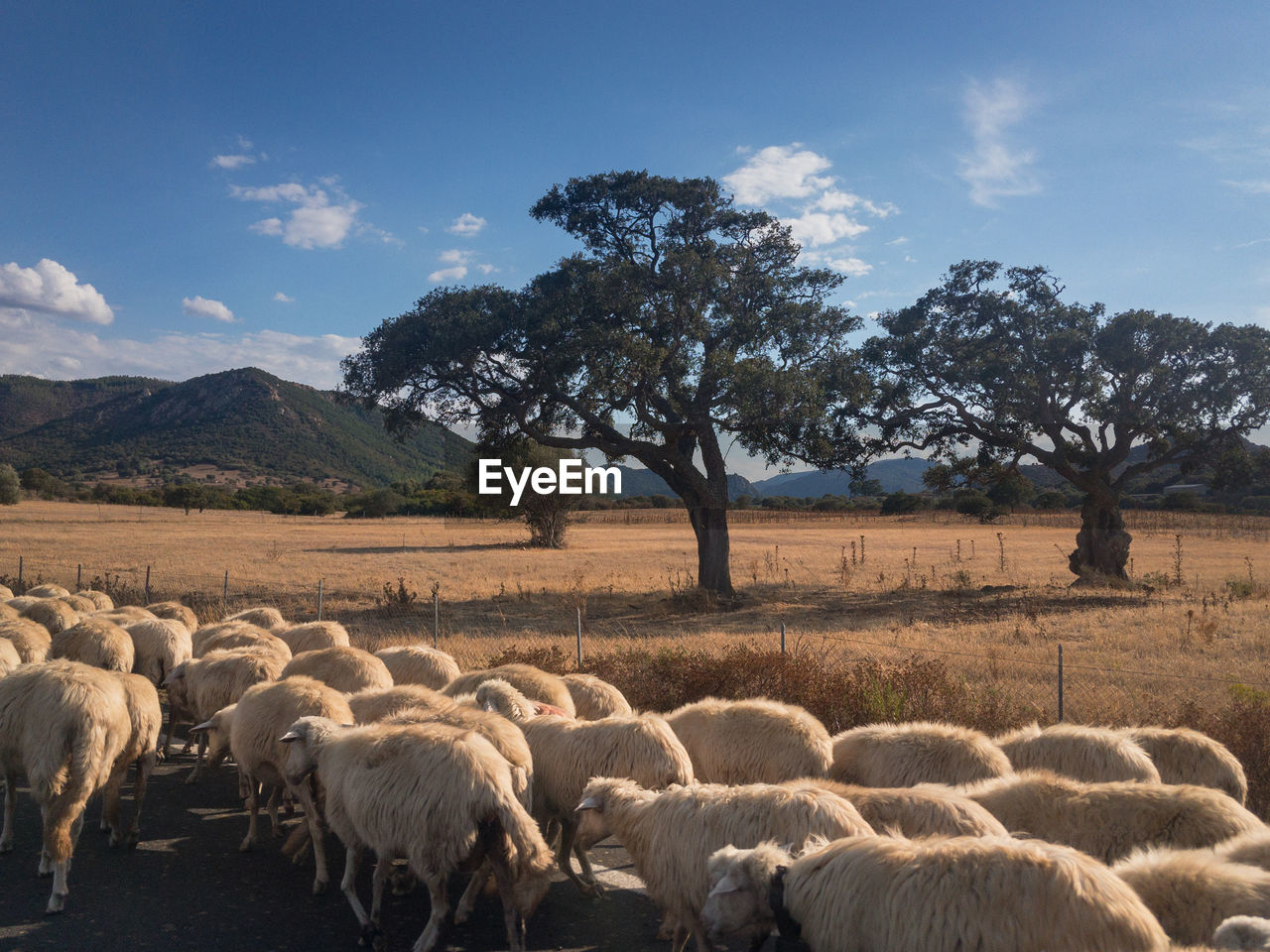 Flock of sheep running along a road on the italian island of sardinia