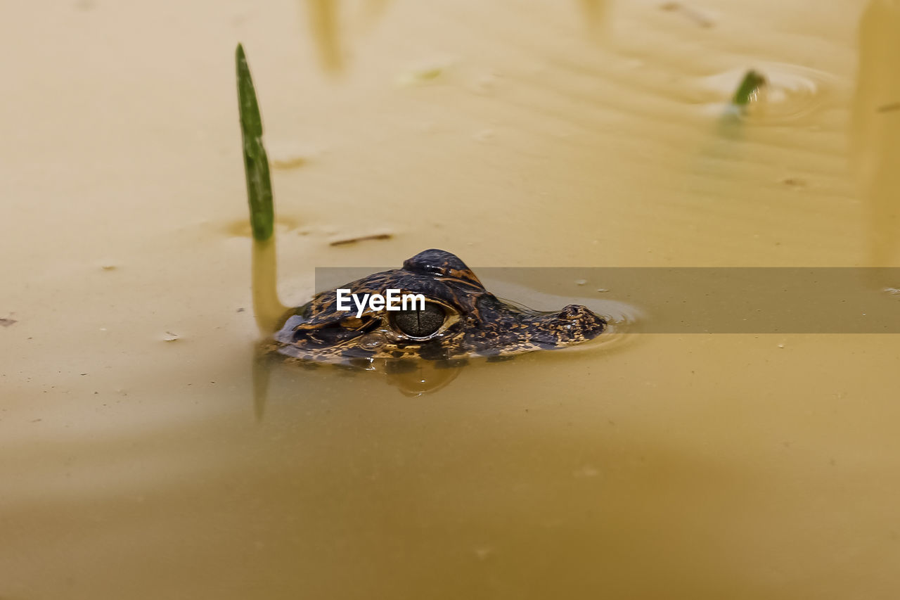 high angle view of frog in water