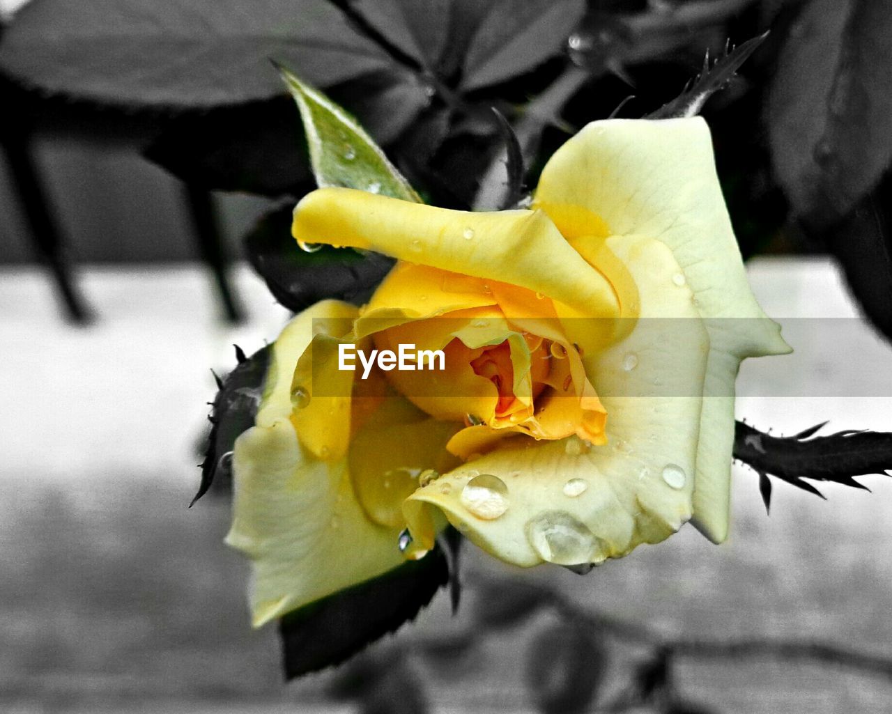 CLOSE-UP OF YELLOW ROSE FLOWER