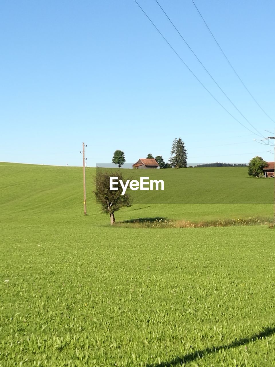 SCENIC VIEW OF AGRICULTURAL FIELD AGAINST CLEAR SKY