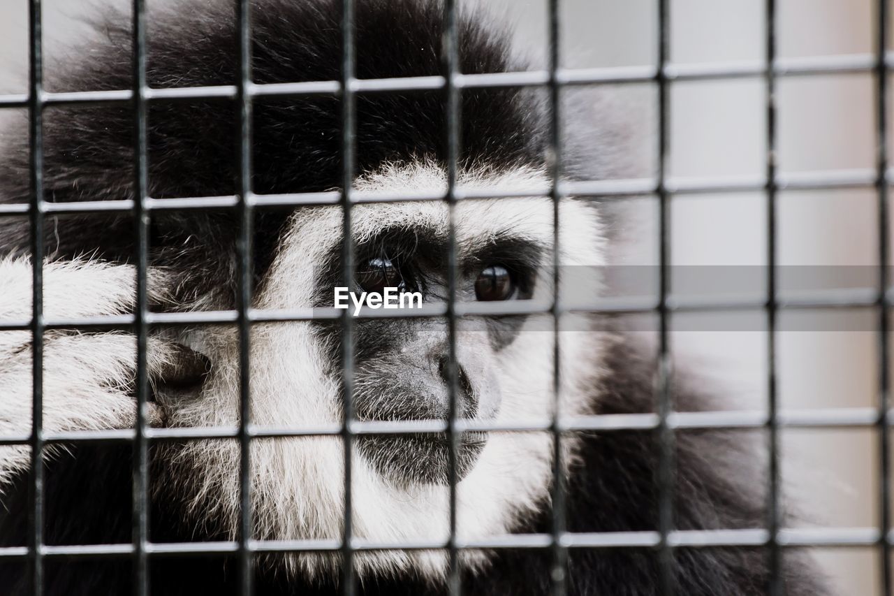 Close-up of monkey in cage