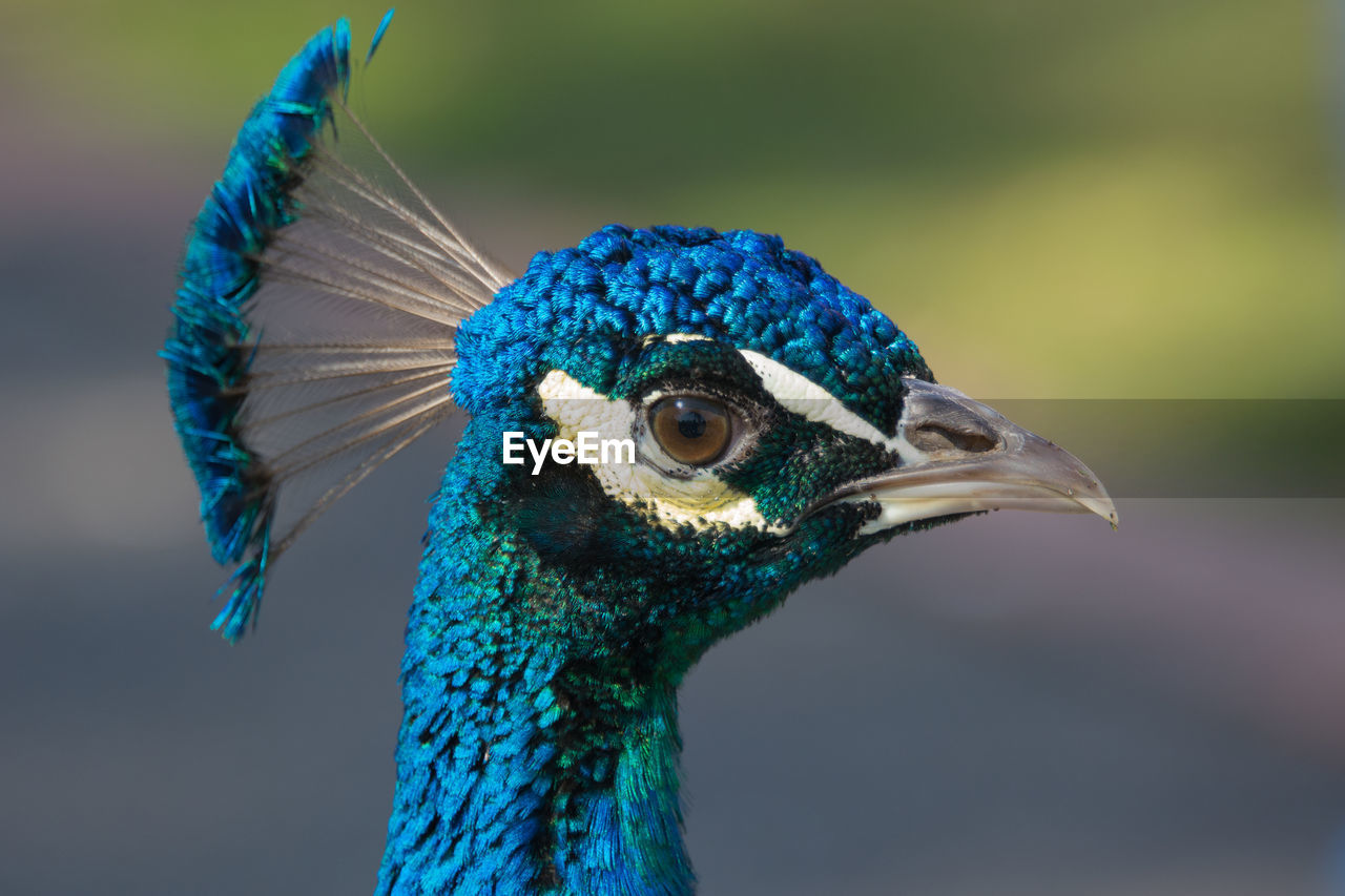 Close-up side view of a peacock